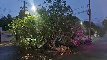 Árvore cai e interdita trecho da Rua Carlos de Carvalho, no Centro