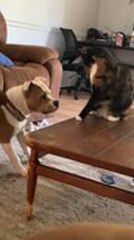 Cat Adorably Smacks Dog While Playing