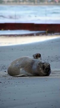Francisca (la elefanta marina) cumplió un mes - Piriápolis, Uruguay 11/11/2025