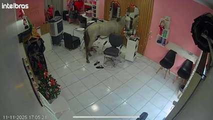Cavalo entra em salão para se "admirar" no espelho; veja vídeo
