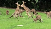 Kangaroo fighting