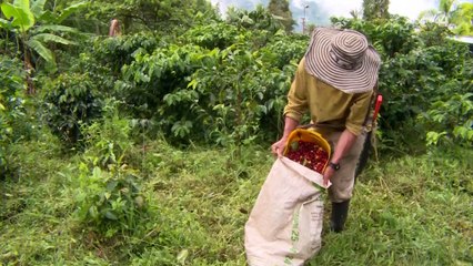 Caso de gusano barrenador en vaca activa vigilancia sanitaria en Jalisco