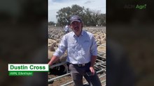 Edenhope first cross ewe and lamb sale