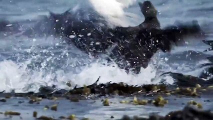 Обыкновенная гага ищет крабов и моллюсков, чтобы накормить себя и своих птенцов.