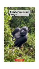 This Gorilla has ZERO Chill when He Sees Something New 😂🦍 #shorts #gorilla #funny #curiosity #viral