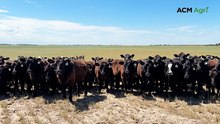 8000 SCU feedlot boosts infrastructure and machinery