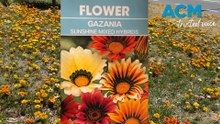 Pretty but invasive: Gazania flowers threaten the environment
