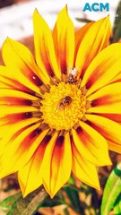 Pretty but invasive: Gazania flowers threaten the environment