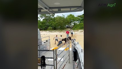 Steer rescued from croc-infested island eight months after floods