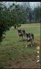 Alpha's Miracle Luna Full Movie