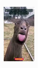 My Goat just won't Stop Talking!😫 #shorts #goat #annoyingpets #screaminggoat #funnypets #viral #meme