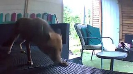 Fox Gets Annoyed by Playful Magpie's Constant Chirping