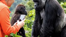 1000024886When a Woman Takes a Picture of a Gorilla in the Jungle, You WON’T Believe What the Gorilla Did! 🦍📸😲 | Epic Wildlife Moment Caught on Camera! 🌿