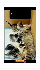 NINJA KITTEN! You won't Believe This Move 🐱_👤 #shorts #cat #backflip #unbelievable #cuteanimals