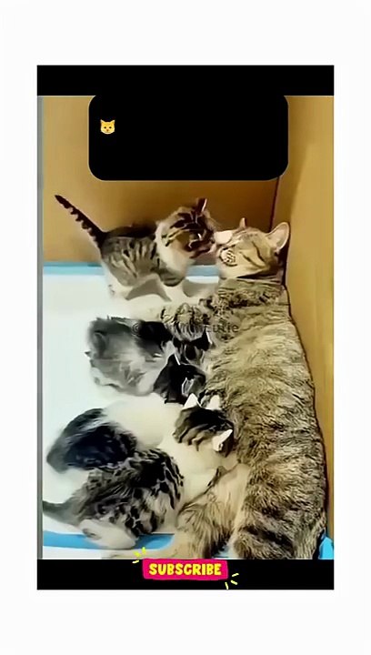 NINJA KITTEN! You won't Believe This Move 🐱_👤 #shorts #cat #backflip #unbelievable #cuteanimals