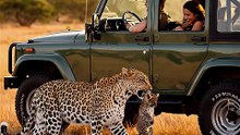 1000024855Experience this unbelievable Safari moment where a gorgeous woman in a Jeep encounters a hungry leopard up close! 🦁🚙