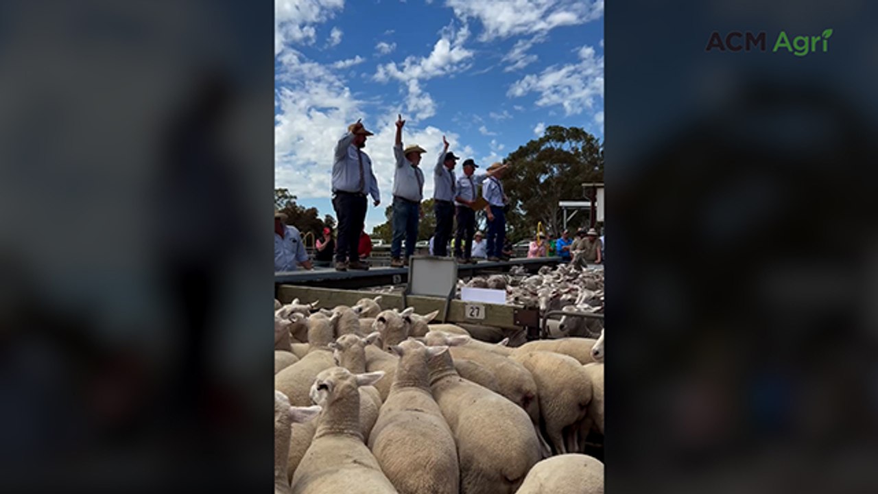 Naracoorte sheep sale - November 13, 2025