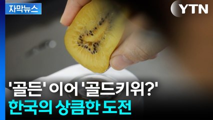 [자막뉴스] '한국산' 사 갔다가 대만족... 해외 사로잡은 K-키위의 비결 / YTN