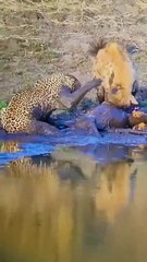 Hyena shoulders leopard off her hard-earned prey  🔥