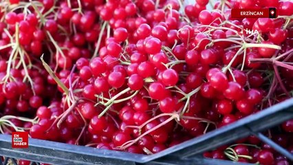 Erzincan’da şifa deposu gilaburuya yoğun ilgi