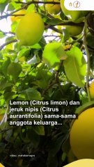 Lemon dan Jeruk Nipis, Si Asam Kembar yang Beda Manfaat