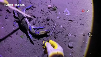 Nadir görüntülenen mavi yengeç Samsun'da kıyıya vurdu