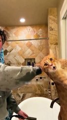 😹 Mèo nhà tui sau 3 tháng mới được kỳ lưng: mặt "tan chảy" level thần thánh luôn á!! 🤤 Còn mình? 10 vết cào + tay đau 3 ngày = phí dịch vụ spa mèo 5 sao 💸❣️🥲Ai từng bị boss "tấn công" khi tắm thì comment số vết cào kỷ lục của bạn ngay đi!!! 👇🔥