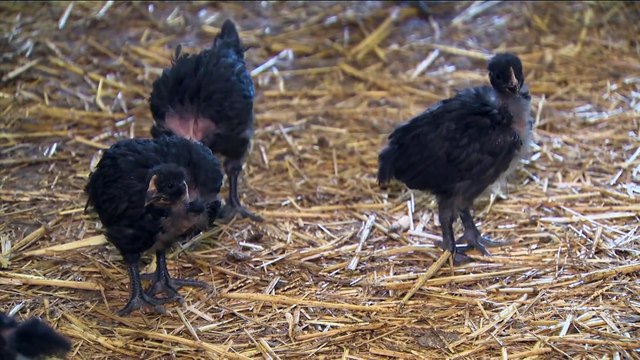 El Gobierno amplía el confinamiento de aves de cría a todas las granjas por la gripe aviar