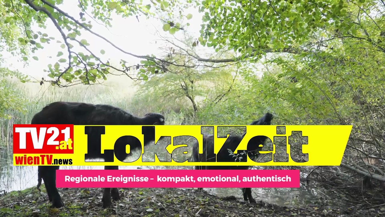 Zwei Wasserbüffel als Landschaftsgärtnerinnen im Weinviertel