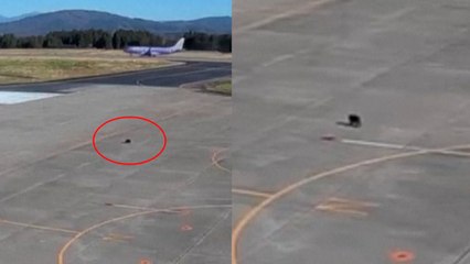 Un oso paraliza el tráfico aéreo en un aeropuerto de Japón