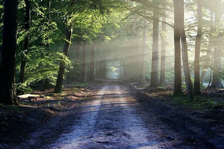 🎧8D Music RELAXING nature sound birds meditation, calm, peace audio 8D