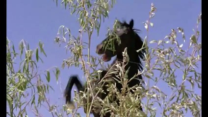 Lone wanderer battles bandits for a golden stagecoach ｜ Best Old Western Movie