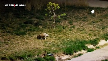 Bitlis'te tilkinin yiyecek avı: O anlar kamerada