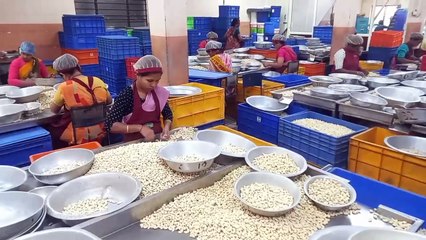 നൂറിന്‍റെ നിറവില്‍  കര്‍ണാടകയിലെ കശുവണ്ടി വ്യവസായം, മംഗലാപുരം കശുവണ്ടിക്ക് ആവശ്യക്കാരേറെ