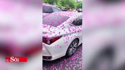 Kiraz çiçeği ağacının altına park edilen araçlar pembeye döndü