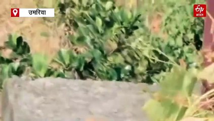 टाइगर रिजर्व से निकलर गांव में घुसा बाघ, जैसे कह रहा हो लो देख लो जी भर के