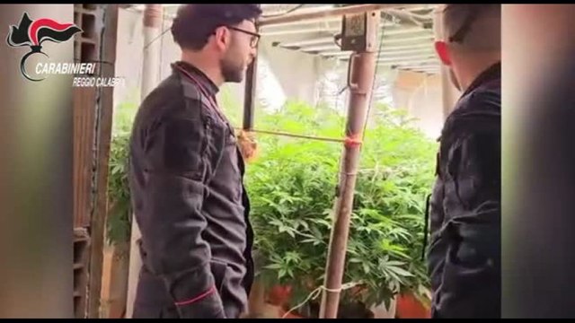 A Platì sotto una stalla un bunker con una piantagione di marijuana