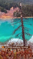 LES PEPITES canadiennes  lac et forêt