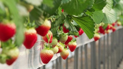 [녹색] 농진청 "딸기, 겨울철 빛 부족·추위 철저히 대비해야" / YTN