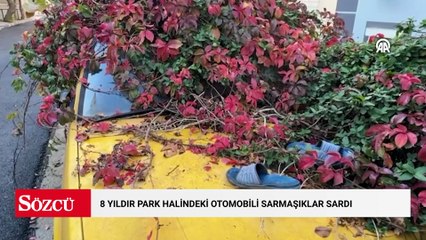 8 yıldır park halindeki otomobili sarmaşıklar sardı
