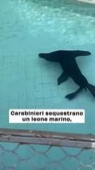 Carabinieri sequestrano un leone marino, proprietario denunciato
