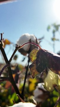 Şanlıurfa'da Jandarma Ekipleri KADES Hakkında Bilgilendirme Yaptı