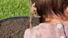 Toddler Takes Accidental Frog Passenger on the Funniest Garden Stroll|| Heartsome 💖