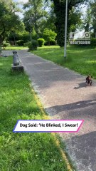 Dog’s Calm Walk Turns Into a Hilarious Showdown With a “Statue” Rival|| Heartsome 💖