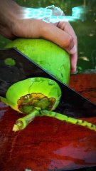 "Mastering the Perfect Green Coconut Slice 🌴 | ASMR Bliss for Ultimate Relaxation!"