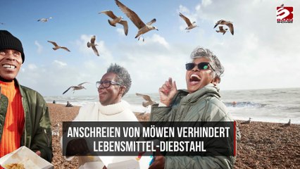Anschreien von Möwen verhindert Lebensmittel-Diebstahl