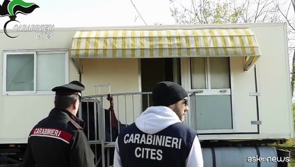 Carabinieri trovano leone marino "parcheggiato" in un piazzale
