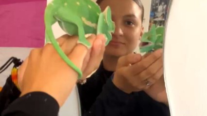 Funny chameleon sees himself in the mirror and begins shadowboxing instantly