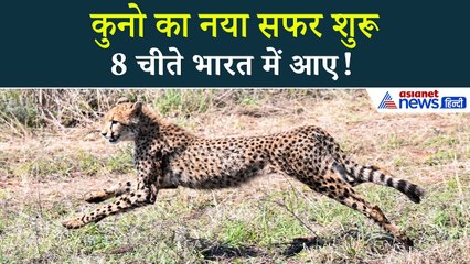 बोत्सवाना से भारत तक: 8 चीतों की ऐतिहासिक यात्रा, राष्ट्रपति द्रौपदी मुर्मू बनी गवाह