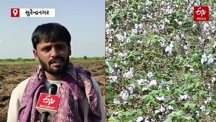 સુરેન્દ્રનગરમાં માવઠાથી ખેડૂતોને ભારે નુકશાન, પાક નુકસાન સહાય તાત્કાલિક ચુકવવા કરાઈ માંગ